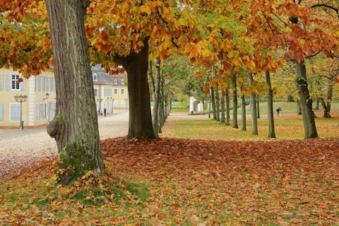 Wilhelmsbad State Park with fall leaves, park, tree, fall leaves, leaf fall, leaves, soil, alley,