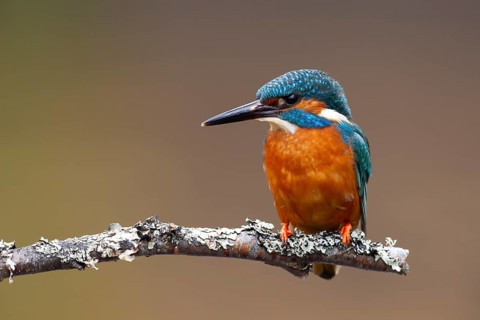 Common kingfisher (Alcedo atthis) adult male bird on a tree branch, England, United Kingdom