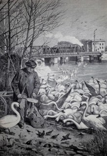 The feeding of swans on the Havel in winter, 1896, Berlin, Germany, illustration, reproduction from