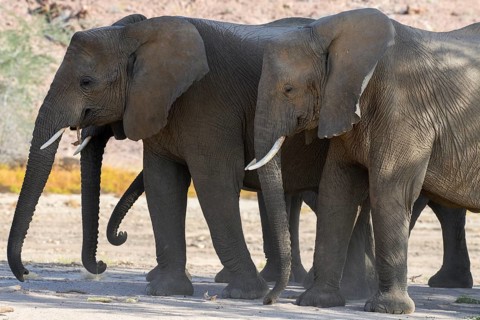 Desert elephants (Loxodonta africana) in the Ugab dry river, Damaraland, Kunene region, Namibia