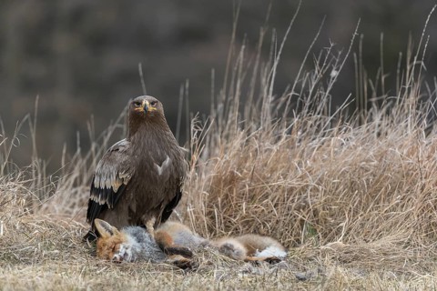 One steppe eagle, Aquila nipalensis, feeding on a carcass of a red fox. Trees and grass in the