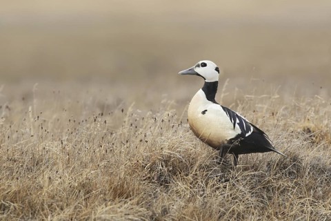 Steller's Eider (Polysticta stelleri) male, Alaska, USA