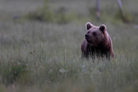 Brown bear (Ursus arctos) in the Finnish taiga, Kuusamo, Finland