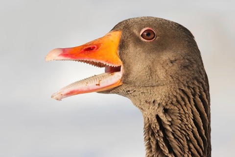 Greylag Goose (Anser anser), Brandenburg, Germany
