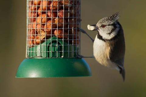Crested tit (Parus cristatus) adult bird feeding from a garden peanut feeder in winter, Scotland,
