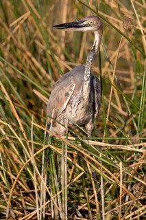 Goliath Heron (Ardea goliath) juvenile in reedbed, Nechisar National Park, Ethiopia
