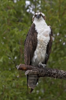 Western Osprey (Pandion haliaetus), Florida, USA