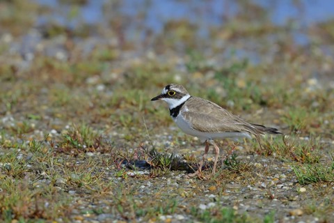 Little Ringed Plover (Charadrius dubius) adult bird standing on the lakeshore, Lake Neusiedl