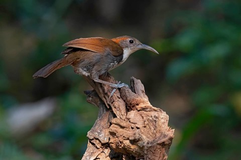 Large Scimitar Babbler (Pomatorhinus hypoleucos tickelli), Yunnan, China