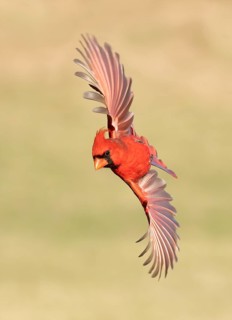 Northern Cardinal (Cardinalis cardinalis) male flying, Texas, USA