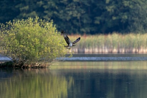 Fischadler, lat. Pandion haliaetus, fliegt mit einer gefangenen Schleie über seinem Jagdgewässer