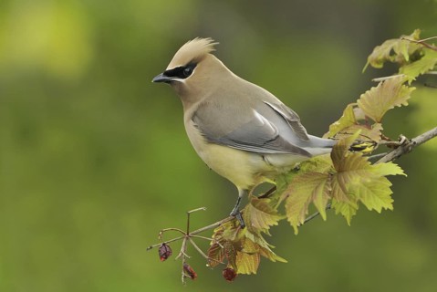 Cedar Waxwing (Bombycilla cedrorum), British Columbia, Canada