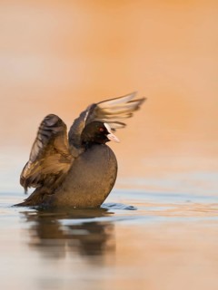 Eurasian Coot (Fulica atra) flapping, Rhineland-Palatinate, Germany