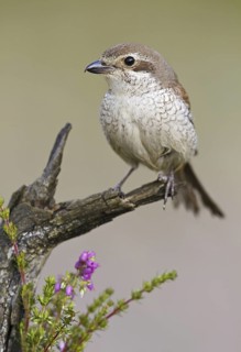 Red-backed Shrike (Lanius collurio) female, Asturias, Spain