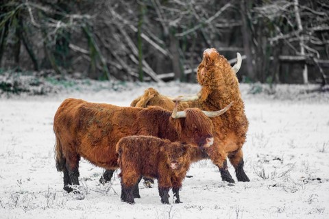 A family of Highland cattle (Bos primigenius), a bull, a cow and a calf are standing at the edge of