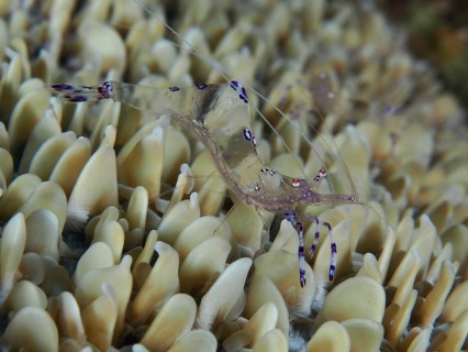 Transparent shrimp, Saravati anemone partner shrimp (Ancylomenes sarasvati), on detailed,