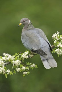Band-tailed Pigeon (Patagioenas fasciata), British Columbia, Canada