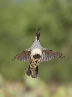 Gambel's Quail (Callipepla gambelii) male flying, Arizona, USA