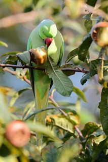 Indian Ringnecked Parakeet or Lesser Alexander's Parakeet (Psittacula krameri manillensis), male