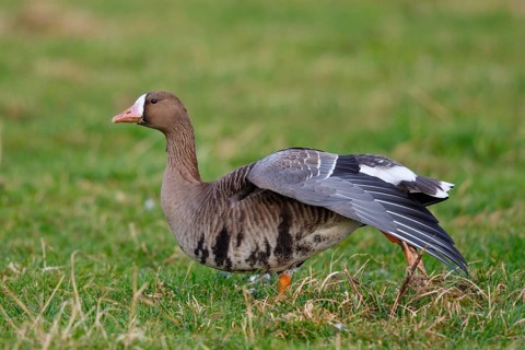 Greater White-fronted Goose (Anser albifrons) stretching wing, North Rhine-Westphalia, Germany