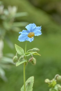 Tibetan poppy (Meconopsis betonicifolia), Rhodo 2014, Bremen, Bremen, Germany