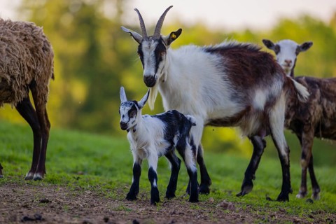 A female peacock goat (Capra aegagrus f. hircus) with her young is standing on a meadow