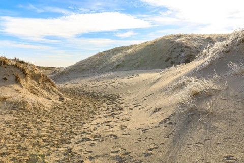 Hoarfrost on dune grass, hiking trail through the dunes of Norderney, Lower Saxony, Germany