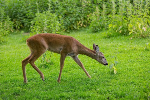 One female Roe Deer, (Capreolus capreolus), standing in a thicket of stinging nettle