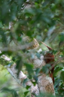 Long-billed Woodcreeper (Nasica longirostris) perched on a branch in Ecuador