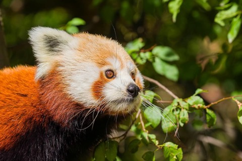 Portrait of a Red Panda, Ailurus fulgens