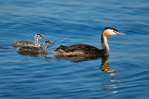 Great Crested Grebe (Podiceps Scalloped ribbonfish), with two chicks in plumage swimming in the