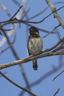 Variable Seedeater (Sporophila corvina), Costa Rica