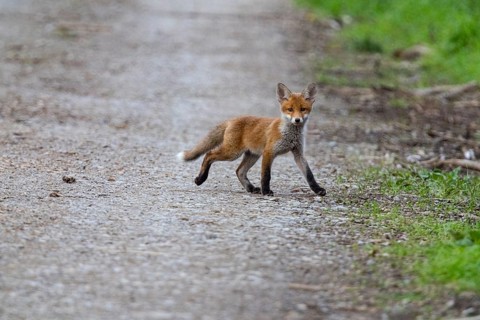 Fox (Vulpes vulpes) puppy Germany