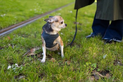 A small chihuahua wearing a sweater stands on green grass. Its leash attached, the chihuahua looks