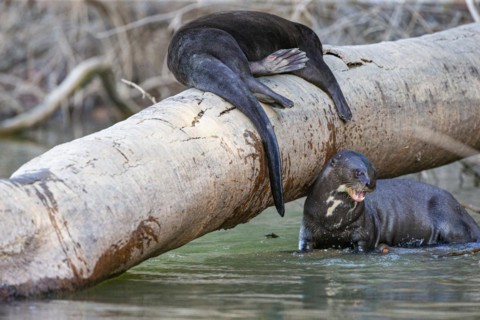 Giant otter (Pteronura brasiliensis) Pantanal Brazil