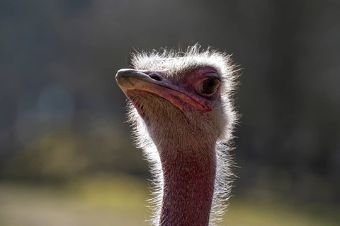 North African red-necked ostrich (Struthio camelus), portrait, captive, occurring in North Africa,