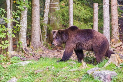 A young male brown bear (Ursus arctos arctos) runs through the undergrowth of a forest