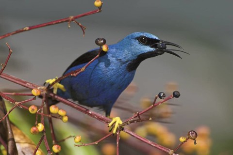 Shining Honeycreeper (Cyanerpes lucidus) male, Costa Rica