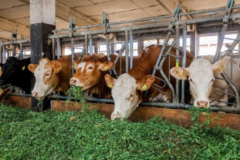 Oberlausitz, Saxony, Germany - Cattle eat fresh grass in the barn, the animals on this farm are