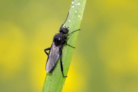 Animal, Animals, Insect, Insects, Fly, Flies, March fly, (Bibio Marci), Markus fly, Hesse, Federal