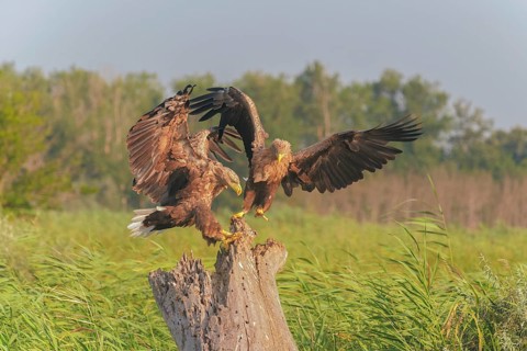 White-tailed Eagle (Haliaeetus albicilla), Danube Delta, Romania