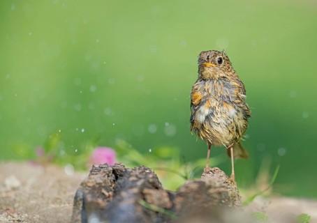 European Robin (Erithacus rubecula) juvenile, Aosta Valley, Italy