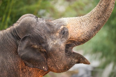 African bush elephant (Loxodonta africana), portrait, captive, distribution Africa