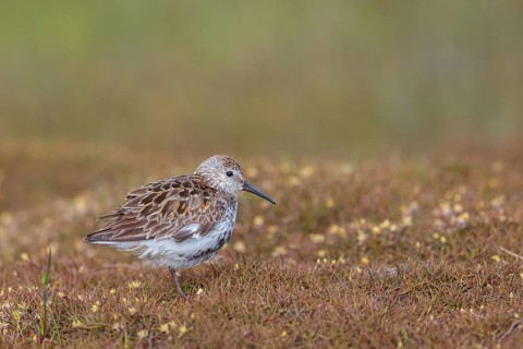 Animal, Animals, Bird, Birds, dunlin (Calidris alpina), Snipe bird, Heligoland, Schleswig-Holstein,