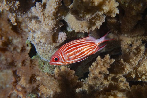 Diademed hussar (Sargocentron diadema)