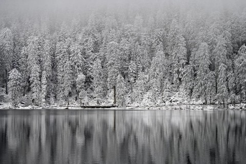 Snow-covered spruces, winter landscape at Mummelsee, reflection, snow, near Seebach, Black Forest,