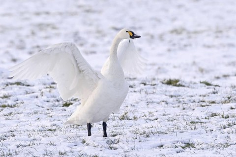 Tundra Swan (Cygnus columbianus bewickii), Netherlands