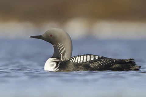 Pacific Loon (Gavia pacifica), Manitoba, Canada