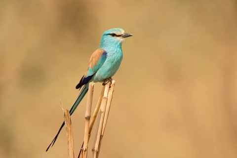 Abyssinian Roller (Coracias abyssinicus), Gambia