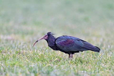 Northern bald ibis (Geronticus eremita), foraging in a meadow, Canton Zug, Switzerland